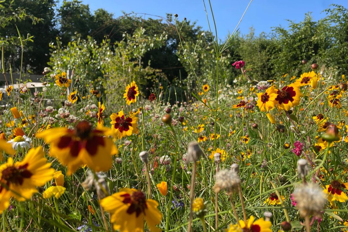 Natuurtuin bij PEPPELS