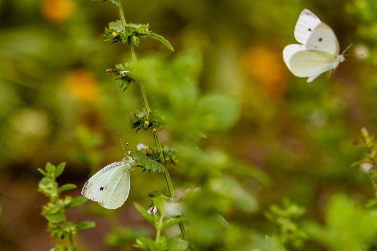 Vlinders in de tuin